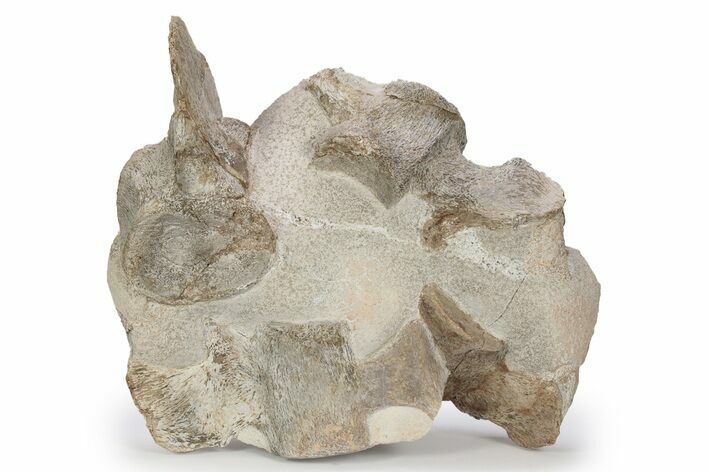 Four Fossil Plesiosaur (Thililua?) Vertebrae in Limestone - Morocco #166014